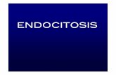 ENDOCITOSIS - iib.unsam.edu.ar · anticuerpos, hierro, enzimas, vitaminas y colesterol. ... Las c lulas incorporan hierro a trav s de la endocitosis mediada por receptor de ferro-transferrina