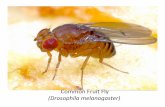 Common Fruit Fly (Drosophila melanogaster) - Home | Mahoning Part... · Fruit Fly – Bad SpoIed-wing Drosophila Unlike naNve fruit ﬂy species that lay eggs only in already-damaged