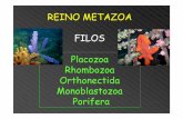 REINO METAZOA FILOS Placozoa Rhombozoa Orthonectida ... · Mesozoa 4 filos de afinidade incerta, mas certamente basais Placozoa Monoblastozoa Rhombozoa Orthonectida 100 espécies