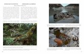 INTRODUCTION TO BRYOPHYTES INTRODUCCIÓN A LAS … · 60 61 INTRODUCTION TO BRYOPHYTES The green cushions that sheathe the trunks and branches and carpet rocks and soil are composed