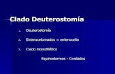 Clado Deuterostomía - zoologiageneral.com.arzoologiageneral.com.ar/datos/TEORICOS/Clado Deuterostomía 2.pdf · Phylum Quetognatos ! Deuterostomios, enterocelomados ! Cabeza (con