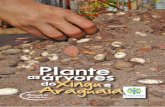 Plante árvores as doXingue Araguaia - Rede de Sementes do ...sementesdoxingu.org.br/site/wp-content/uploads/2012/11/v1-manual... · p.38 Plantio manual de árvores na roça: a Agrofloresta