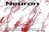 Neuronal Subtype-Specific Genes that Control 2005 full cover.pdf · Neuronal Subtype-Specific Genes that Control ... to the analysis of neuronal subtype-specific genes in 1R ... and