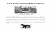 2-Origin of Chocolate Labrador Retrievers - LCRC · The Origin of Chocolate Labrador Retrievers by Jack Vanderwyk .. Heron's Court, Malmesbury residence .. Labrador Statistics from