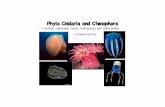 Phyla Cnidaria and Ctenophora - West Chester Universitydarwin.wcupa.edu/faculty/boettger/uploads/Main/coelenterates.pdf · Phyla Cnidaria and Ctenophora = jellies, anemones, corals,