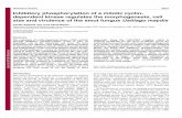 Inhibitory phosphorylation of a mitotic cyclin- dependent ...jcs.biologists.org/content/joces/118/16/3607.full.pdf · cases, the resulting 1.1 kb fragment was inserted into pGNB-myc