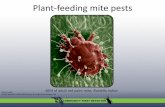 Plant-feeding mite pests - UF/IFASentnemdept.ifas.ufl.edu/.../Documents/Plant_feeding_mite_pests.pdf · Plant-feeding mite pests Photo credit: Gary R. Bauchan, USDA-ARS Electron &