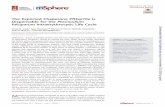 The Exported Chaperone PfHsp70x Is Dispensable for the ... · 2012). This has placed PfHsp70x as an ideal target to inhibit protein trafﬁcking and ... Nonetheless, PEXEL-containing