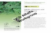 Alfalfa Diseases and Alfalfaalfalfa.ucdavis.edu/IrrigatedAlfalfa/.../UCAlfalfa8296Disease_free.pdf · Alfalfa Diseases and Management . Carol A. Frate. Farm Advisor, University of
