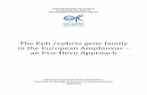 The Eph /ephrin gene family in the European Amphioxus an ...repositorio.ul.pt/bitstream/10451/2390/1/ulfc090544_tm_Stephanie... · os não-cordados e os vertebrados o que suporta