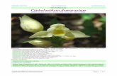Orchidaceae Cephalanthera damasonium - AsoJaen · Cephalanthera damasonium Página 1 de 3 ©Salvador Tello Mora ajoporros@yahoo.es Condiciones de uso
