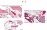 EYE - peer.tamu.edu · DEMO SLIDE BOX 23 Commercial slide. Eye, monkey . Alternative human eye Limbus is the . JUNCTION OF CORNEA AND SCLERA. THE CHOROID EXTENDS AS FAR ANTERIORLY