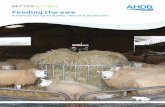 Feeding the ewe - beefandlamb.ahdb.org.ukbeefandlamb.ahdb.org.uk/wp-content/uploads/2018/03/Feeding-the-ewe.pdf · 3 Foreword This manual was commissioned by AHDB Beef & Lamb to update