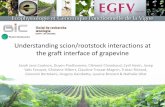 Understanding scion/rootstock interactions at the graft ...gbg2018.u-bordeaux.fr/files/gbg2018/presentation/O45_Understanding... · Phylloxera outbreak of the end of the 19th century.