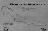 fascículo 15 Flora de Veracruz - INECOL · de 8-12.mm de longitud, y 1.5 mm de ancho, acanalado, con pe los cortos pardos densos. Inflorescencia terminal o lateral~ racemosa a subpaniculada,