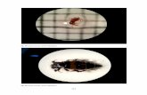 Fig. 78 Classe Insecta, ordre Coleoptera. - pehoc.catpehoc.cat/wp-content/uploads/2015/03/LA-VIDA-A-LA-FULLARACA-141... · 144 Fig. 80 Classe Insecta, ordre Coleoptera. Fig. 81 Classe