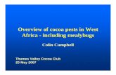 Overview of cocoa pests in West Africa - including mealybugsdropdata.net/thamesvalleycocoa/Colin Campbell.pdf · Overview of cocoa pests in West Africa - including mealybugs Colin