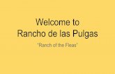 Welcome to Rancho de las Pulgas - carrollandmooney.weebly.comcarrollandmooney.weebly.com/.../2/5/79257692/rancho_de_las_pulgas.pdf · The year was 1795 Governor Diego de Borica issues