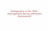 Ontogenesis in the CNS neurogenesis during embryonic ...physiology.elte.hu/eloadas/Neurofiziologia/eng/cell_neurophys_2... · basal (pial) surface cilium •neuroepithel stem cell