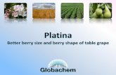 Platina - Globachem · Different formulations ! Platina 50 : standard 50 g/l Platina 33 : Netherlands 33 g/l Platina 75 : Spain 75 g/l Doses in this document Platina 50 !