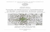 Toxicity of Heterocyous Cyanobacteria to Model ...botanika.bf.jcu.cz/thesis/pdf/HisemD_Bc08.pdf · Toxicity of Heterocyous Cyanobacteria to Model Invertebrate Artemia salina: ...