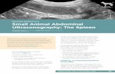 IMAGING ESSENTIALS Small Animal Abdominal … · to slide the transducer along the abdominal wall ... Hematomas can be caused by abdominal trauma, clotting disorders, or splenic neoplasia