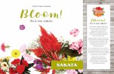 2018/19 New Varieties Bloom! - sakataornamentals.com · Century CELOSIA I BEDDING • Extra early and easy to grow and maintain ... ColorMax VIOLA I BEDDING • The next BIG thing