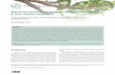 Reproductive phenology and germination of Eleocharis ... · Boldrini 2008). Eleocharis laeviglumis is a perennial and emergent macrophyte endemic to southern Brazil that it is well