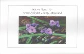 Native Plant List - aacounty.org · Apr-May Evergreen Purple Chrysogonum virginianum Green-and-gold! ! Mar-Jun Gold Hepatica americana Round-lobed hepatica,!" ! Mar-Jun Liverleaf