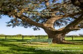 ~220 ACRES Bandera County Pipe Creek, Texas · The Oak Tree Ranch Since 1992 the Stewart family has owned this 220-acre ranch. Don and Frannie raised and sold Thoroughbred and Quarter