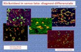 Rickettiosi in senso lato: diagnosi differenziale - izs.it · Batteri pleiomorfi distinguibili Morfologicamente classificati come: Large-cell variants (LCV) Small-cell variants (SCV)