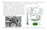 mitocondrio lisosomi Golgi - E-Learning dell'area Biologicabiologia.i-learn.unito.it/pluginfile.php/2620/mod_resource/content/... · Il trasporto di ioni inorganici e di piccole molecole