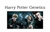 Harry Potter Genetics (Punnett Squares)lucemath.weebly.com/uploads/2/2/4/5/22455646/harry_potter_genetics... · The Harry Potter Universe • QUESTION: Is the “magic allele” dominant