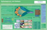 Epileptogenesis and Epilepsy - resources.tocris.com · Epileptogenesis and Epilepsy Asla Pitkänen and Xavier Ekolle Ndode-Ekane A.I. Virtanen Institute, University of Eastern Finland,
