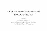 UCSC$Genome$Browser$and$ ENCODE$tutorialpromoter.bx.psu.edu/Yue_slides.pdf · The Genome Browser project team relies on public funding to support our work. Donations are welcome we