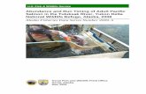 Abundance and Run Timing of Adult Pacific Salmon in the ... · above the historical average (Linderman and Rearden 2007). ... bundance and Run Timing of Adult Pacific Salmo Wildlife