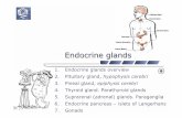 Endocrine Glands - nikolai.lazarov.pronikolai.lazarov.pro/lectures/2014/pharmacy/11_Endocrine_Glands.pdf · Endocrine glands : work parallel (in concert) with ... (Lat. glandula s.