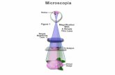 Microscopia - dbt.univr.it · Il Microscopio semplice. Il Microscopio composto F oculare F obiettivo1 F obiettivo2 Oculare (eyepiece) Obiettivo L‘oculare ingrandisce l‘immagine