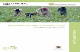 Afghanistan Opium Survey 2018 - unodc.org · Afghanistan Opium Survey 2018 1 ACKNOWLEDGEMENTS The following organizations and individuals contributed to the implementation of the