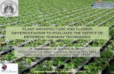 PLANT ARCHITECTURE AND FLOWER DIFFERENTIATION … · 1Polytechnics University of Marche, Ancona, Italy (P1) 2Sant’Orsola, Pergine Valsugana, ... Vegetative apex. Flower differentiated