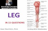 Regio cruris - Leg - Yeditepe University Faculty of ... · Regio cruris - Leg o between knee & ankle joint o includes most of tibia & fibula Distally, structures pass between ...