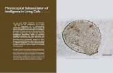 Microscopical Substantiation of Intelligence in Living ... · Microscopical Substantiation of Intelligence in Living Cells Brian J Ford Fig.1. The testate amoeba Nebela produces a