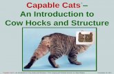 Capable Cats An Introduction to Cow Hocks and Structure Cats - An Introduction to Cow... · Capable Cats – An Introduction to Cow Hocks and Structure "Capable Cats® - An Introduction