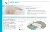 Polar Bear - WWF-Canadaawsassets.wwf.ca/downloads/PolarBear_FactSheet_10-30-2017.pdf · Polar Bear Polar bears need ice and snow to survive. Sea ice acts as a hunting, breeding and