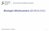 Biologie Moléculaire L2 (BIOL201)rssf.i2bc.paris-saclay.fr/gautheret/cours/L2-ADN1.pdf · 3 Biologie Moléculaire L2 D. Gautheret – ADN et génomes (2 cours) – Transcription