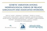 GENETIC VARIATION AMONG MORPHOLOGICAL FORMS OF … · genetic variation among morphological forms of pelagic sargassum and associated hydroids. amy n.s. siuda1,2, deborah s. goodwin2,