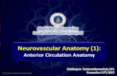 Neurovascular Anatomy (1) - si.mahidol.ac.th · •Global aphasia without hemiparesis •Hemianopic hemiplegia without sensory impairment •Conduction aphasia with hemiparesis Bilateral