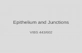 Epithelium and Junctions epithelium and...SPECIALIZATION OF EPITHELIA MAINTAIN EXTENSIVE CONTACTS AMONG CELLS STRUCTURALLY AND FUNCTIONALLY POLARIZED JUNCTIONS ZONULA OCCLUDENS - TIGHT