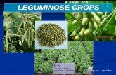 LEGUMINOSE CROPS - Aktifitasblog.ub.ac.id/argayonixwirasma/files/2013/10/II.-LEGUMINOSE-rev... · memperhatikan fase pertumbuhan tanaman. Waktu ... Mengandung kalori 31 kkal dalam
