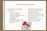 The Endocrine System - pe.dadeschools.netpe.dadeschools.net/healthliteracy/healthlit_middle/endocrinesystem.ppt · PPT file · Web viewThe Endocrine System Controls many body functions